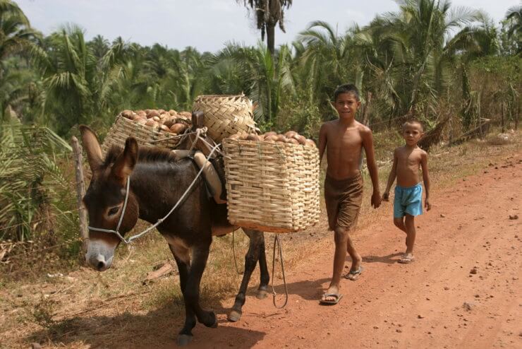 El Derecho a saber : las comunidades rurales , la sequía y el agua en Brasil